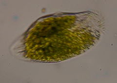 Climacostomum virens
