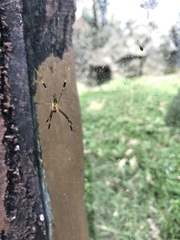 Nephila pilipes