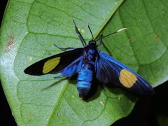 Trichaetoides apicalis