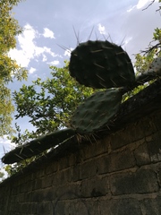 Opuntia lasiacantha