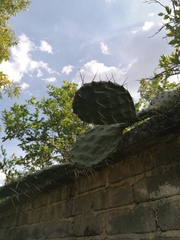 Opuntia lasiacantha