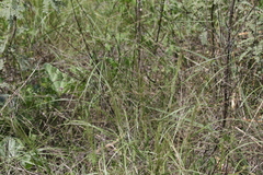 Aristida ternipes ternipes