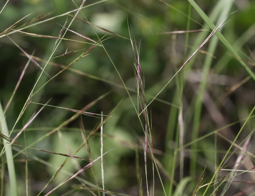 Aristida ternipes ternipes (Pastos de Durango) · iNaturalist