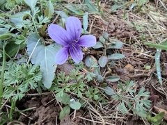 Viola inconspicua