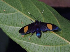 Trichaetoides apicalis