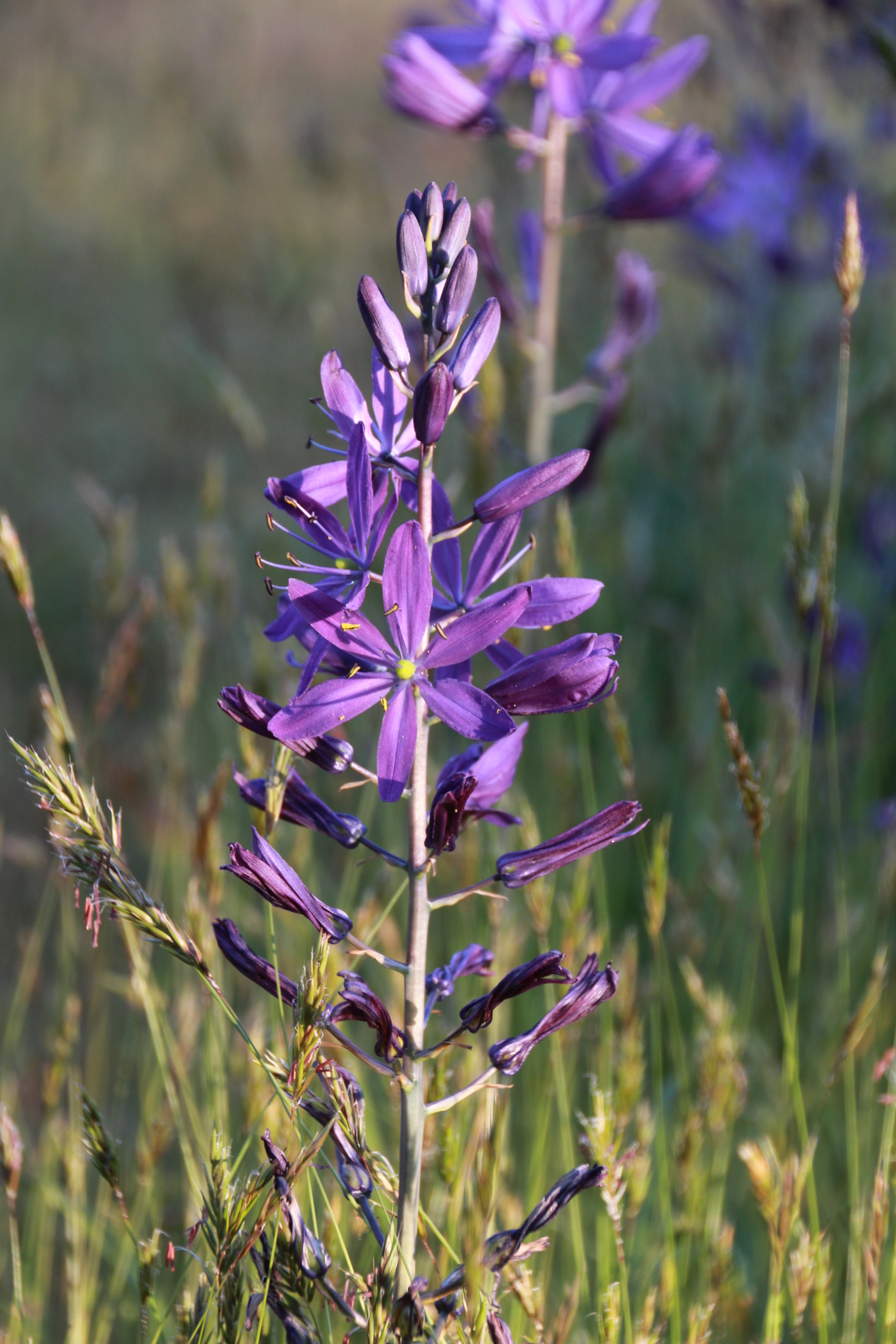 Camassia leichtlinii