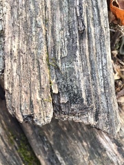 Berkleasmium conglobatum