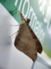 Oxyodes scrobiculata