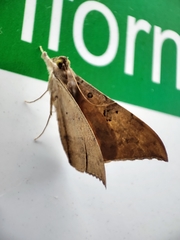 Oxyodes scrobiculata