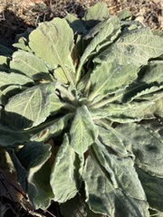 Heterotheca grandiflora