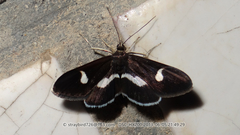 Anania luctualis