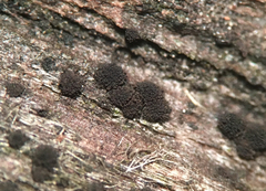 Berkleasmium conglobatum