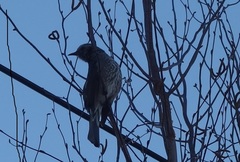 Hypsipetes amaurotis