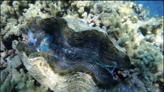 Tridacna derasa