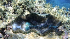 Tridacna derasa