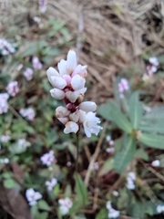 Persicaria jucunda