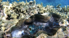 Tridacna derasa
