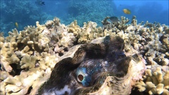 Tridacna derasa