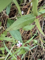 Persicaria jucunda