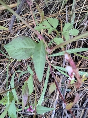 Persicaria jucunda