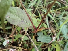 Persicaria jucunda