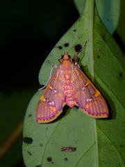 Ischnurges gratiosalis