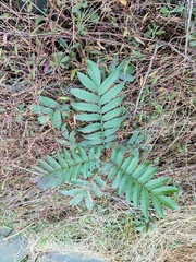 Pterocarya stenoptera