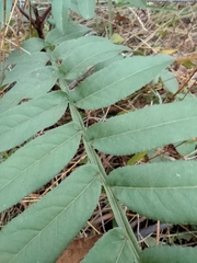 Pterocarya stenoptera