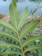 Pterocarya stenoptera