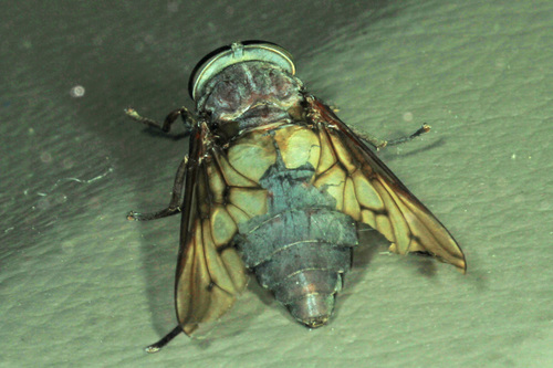 Tabanus proximus photo 5