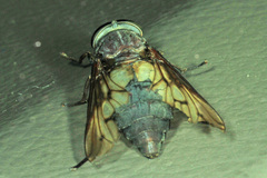 Tabanus proximus