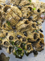 Semibalanus cariosus