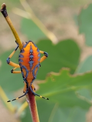 Amorbini