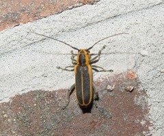 Saperda lateralis