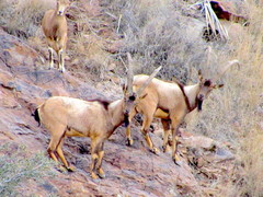 Capra aegagrus aegagrus