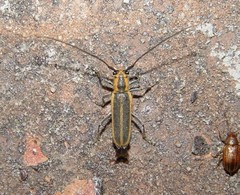 Saperda lateralis