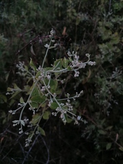 Critoniinae