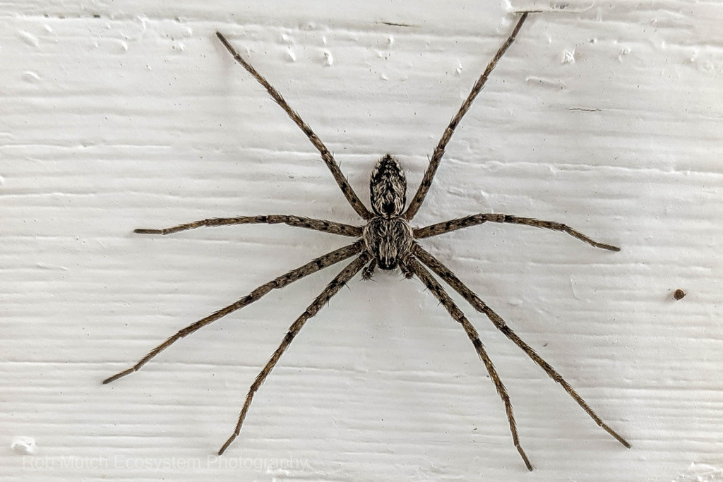 Apollophanes margareta