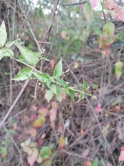 Crossopetalum