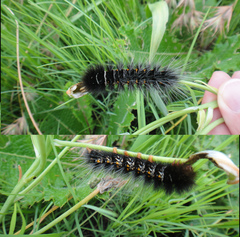 Lepidoptera