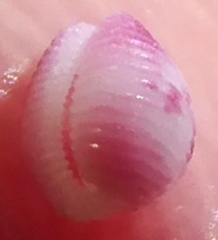 Purpurcapsula rubramaculosa