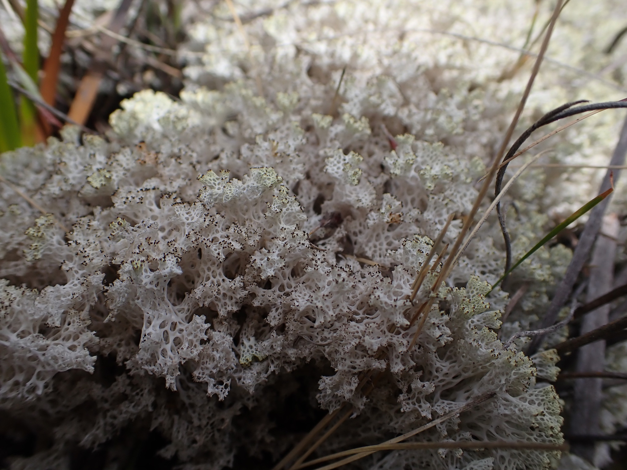 Coral Lichen (Pulchrocladia retipora) - Tomahawk, Tasmania