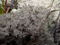Coral Lichen