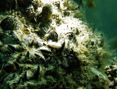 Mexichromis macropus