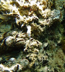 Mexichromis macropus