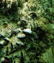 Mexichromis macropus