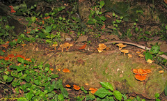 Gymnopilus lateritius