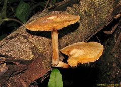 Gymnopilus lateritius