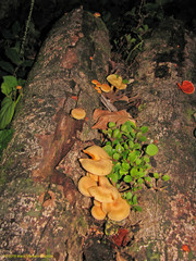 Gymnopilus lateritius