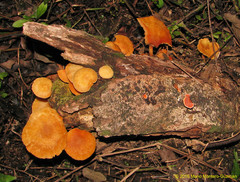 Gymnopilus lateritius